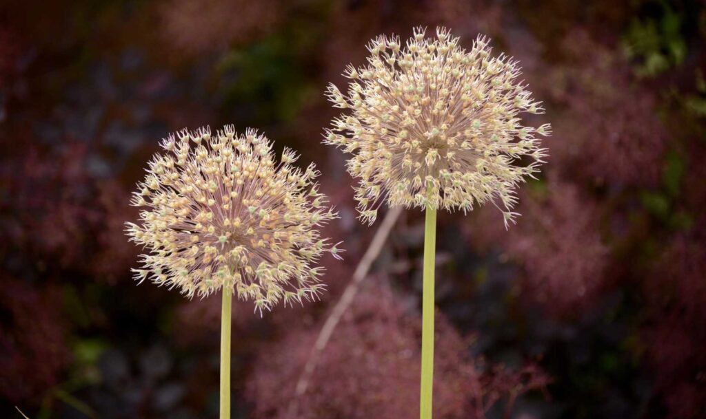 White Alliums