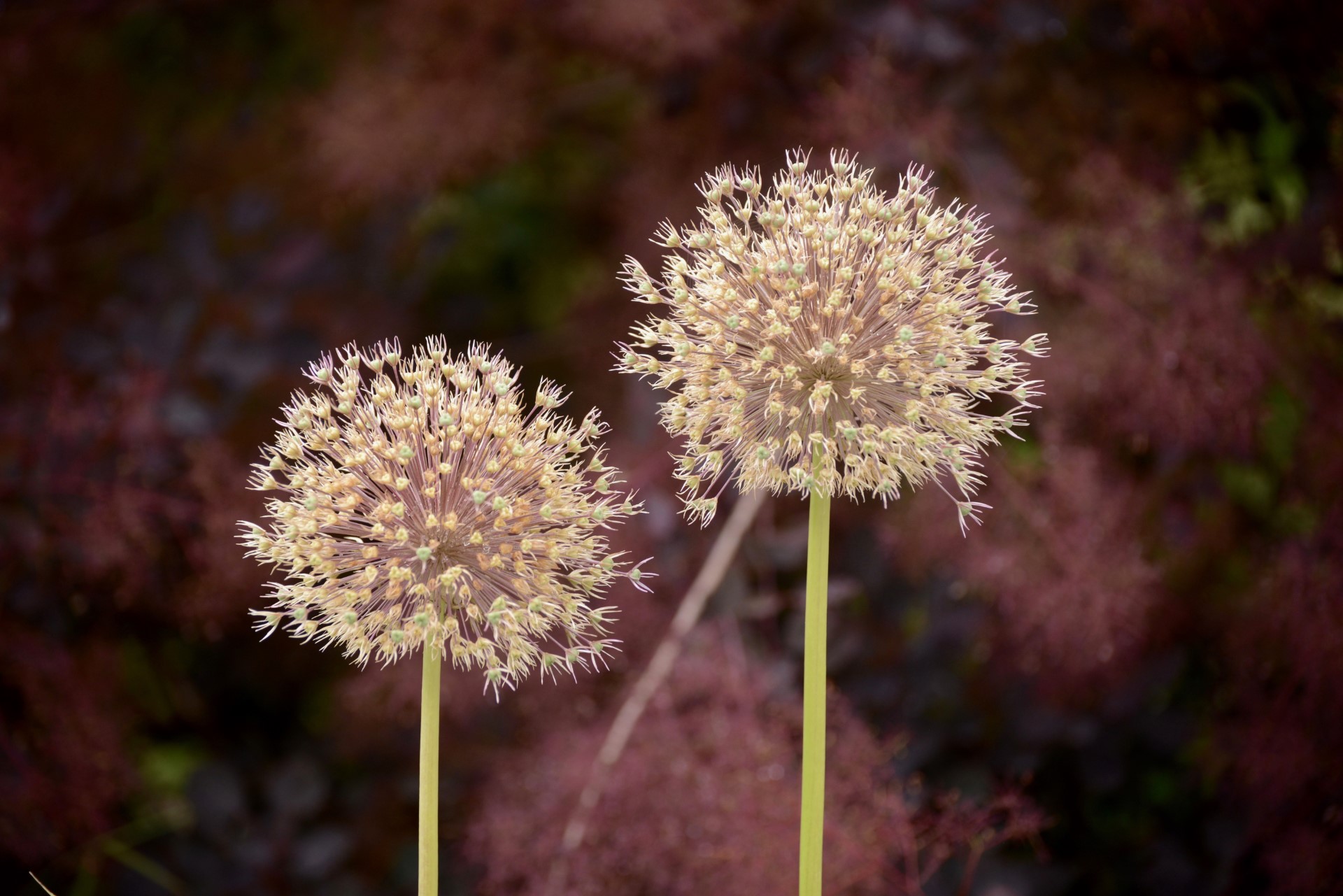 Allium planting detail, Sophie Cook Garden Design