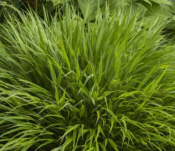 Hakonechloa macra