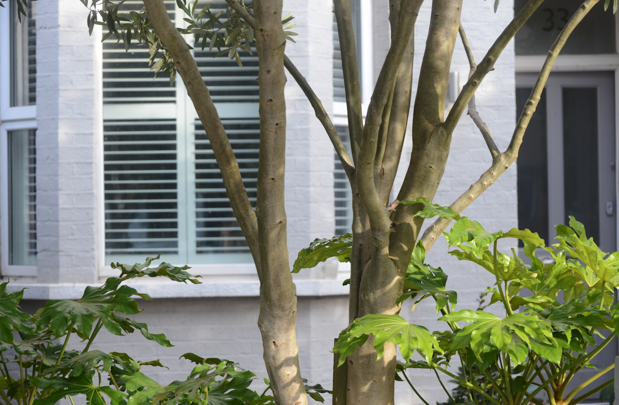 Front garden design for a Victorian terrace, Northfields W13