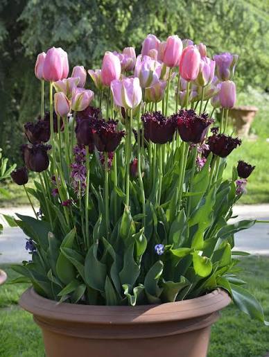 Bulb planting for entrances and courtyards, West London