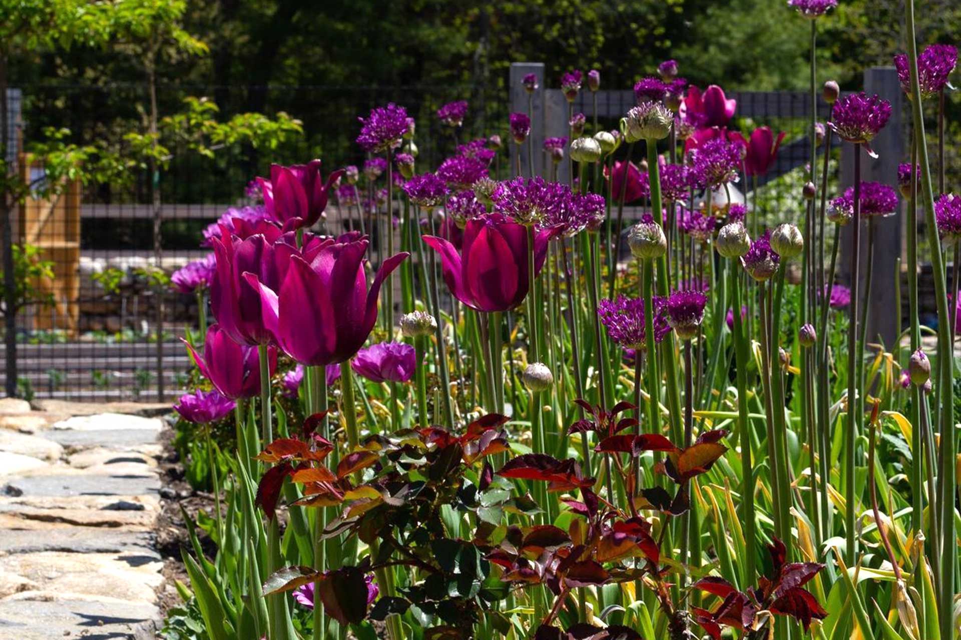 Naturalistic bulb drifts through a border, Ealing garden