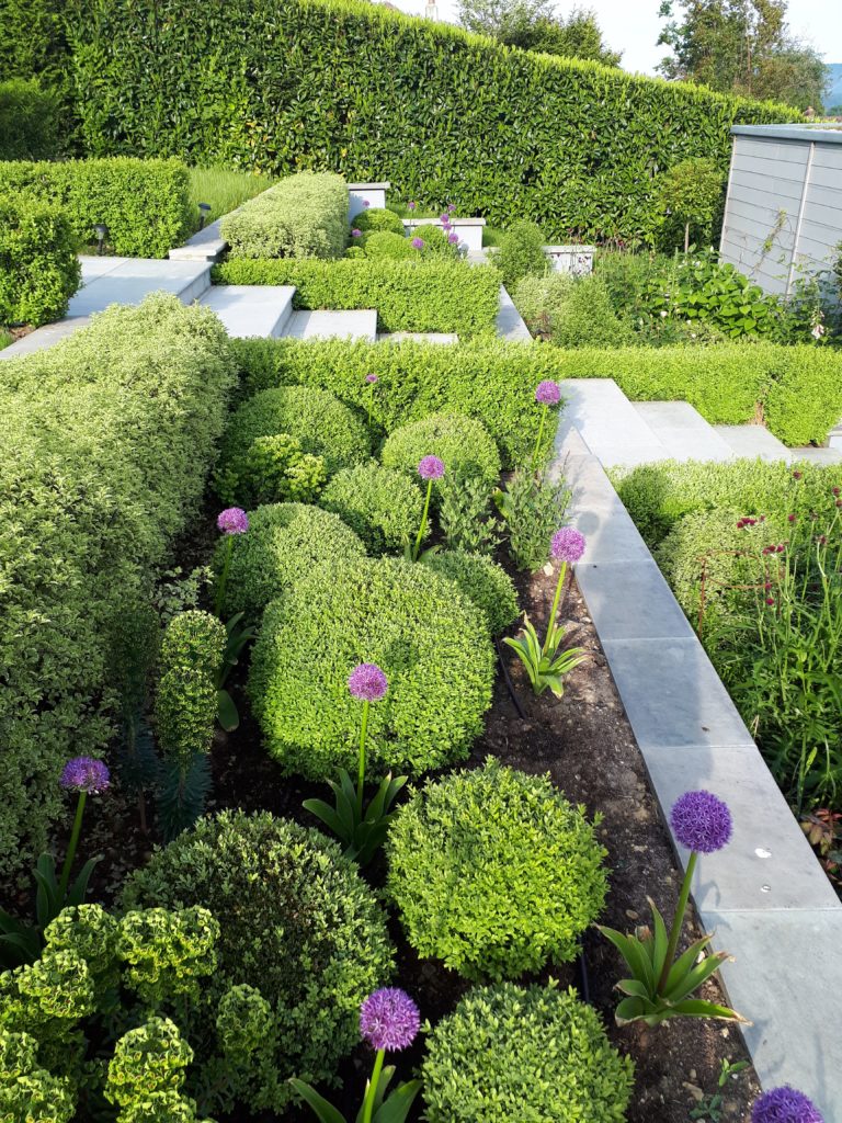 Formal architectural bulb planting beside topiary